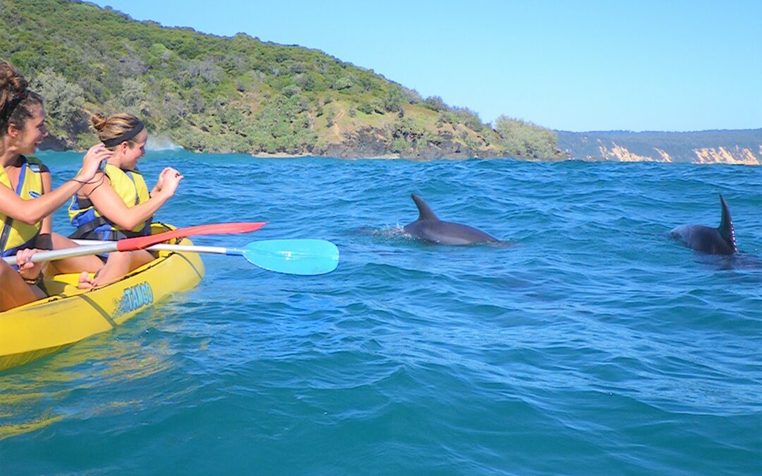 Dolphin Kayak and Paddle Board Tours