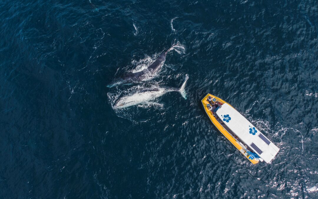 Noosa Wave Whale  & Dolphin Adventures